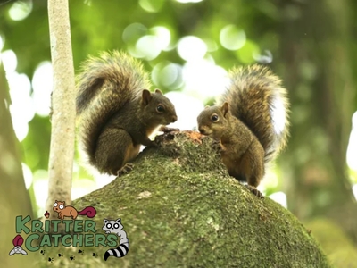 Featured image for Auto-prepared featured image